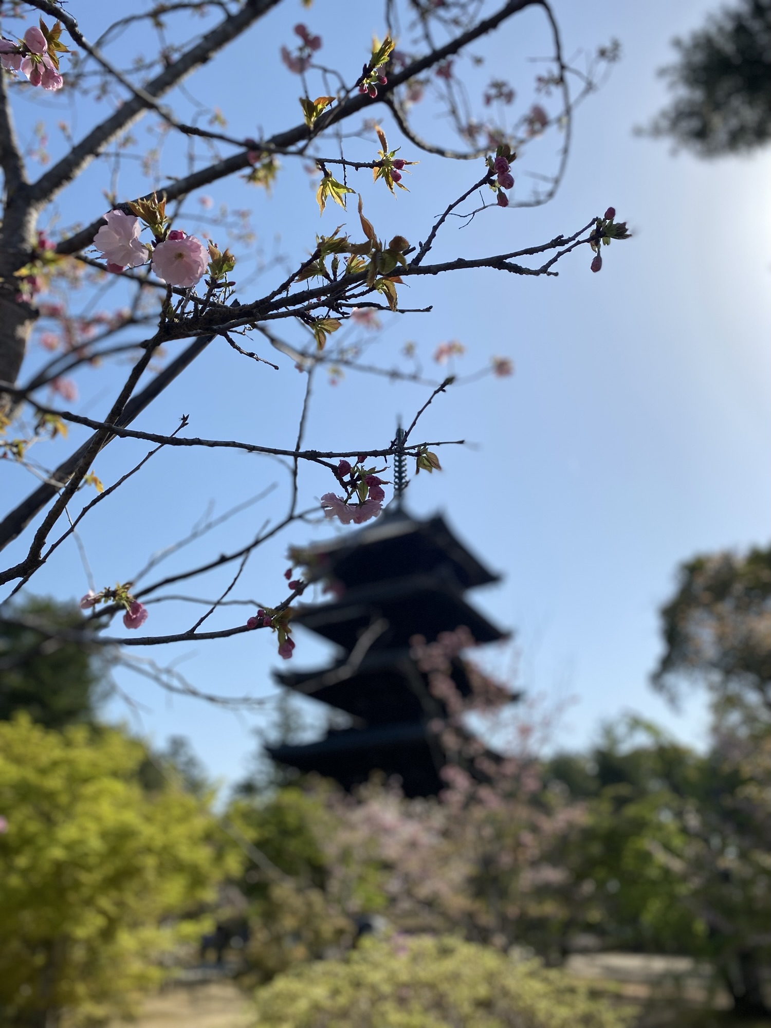 cherryblossoms_kyoto